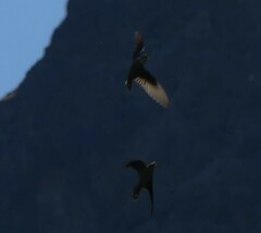 Ptyonoprogne rupestris