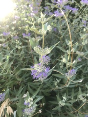 Caryopteris