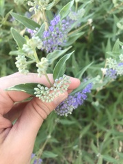 Caryopteris