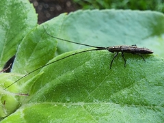 Hippopsis lemniscata