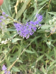 Caryopteris