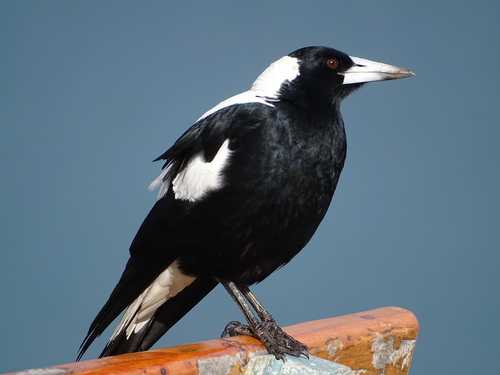 Australian Magpie, photo 10 of 10