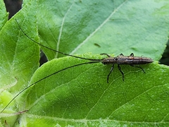 Hippopsis lemniscata