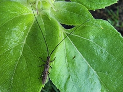 Hippopsis lemniscata