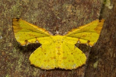 Corymica pryeri