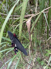 Byasa polyeuctes termessus