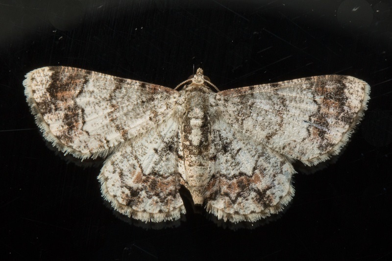 Diplurodes decursaria