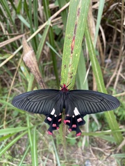 Byasa polyeuctes termessus