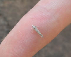 Zelleria oleastrella