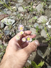 Erigeron philadelphicus philadelphicus