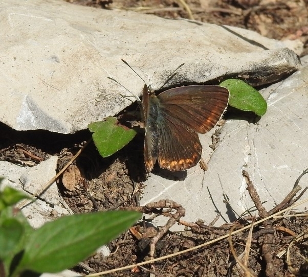 Adonis Blue from 6622, Österreich on August 11, 2022 by Benjamin Schmid ...