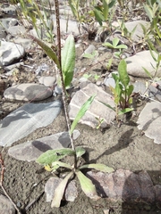 Erigeron philadelphicus philadelphicus