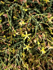 Hypericum triquetrifolium