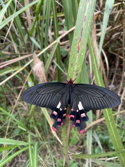 Byasa polyeuctes termessus