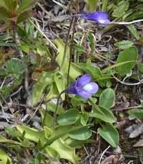 Pinguicula leptoceras