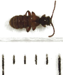 Sagola pulchra