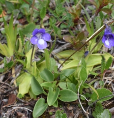 Pinguicula leptoceras