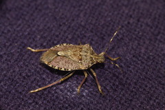 Halyomorpha halys