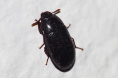 Alphitobius diaperinus
