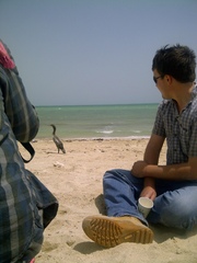 Phalacrocorax nigrogularis