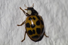 Harmonia axyridis