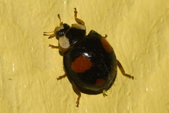 Harmonia axyridis
