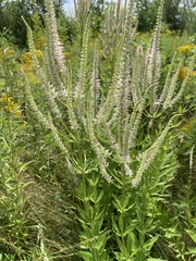 Veronicastrum