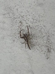 Hentzia grenada