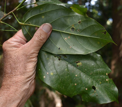 Franciscodendron laurifolium