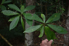 Codiaeum variegatum moluccanum