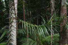Freycinetia excelsa