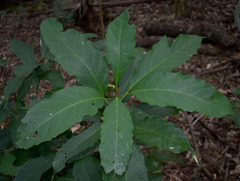 Macaranga subdentata