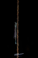 Ischnura fluviatilis