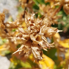 Gentiana
