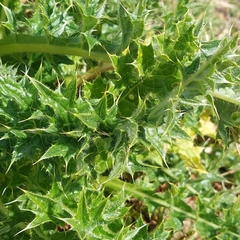 Cirsium spinosissimum