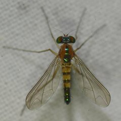 Amblypsilopus dorsalis