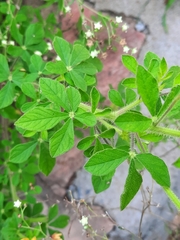 Cleome viscosa