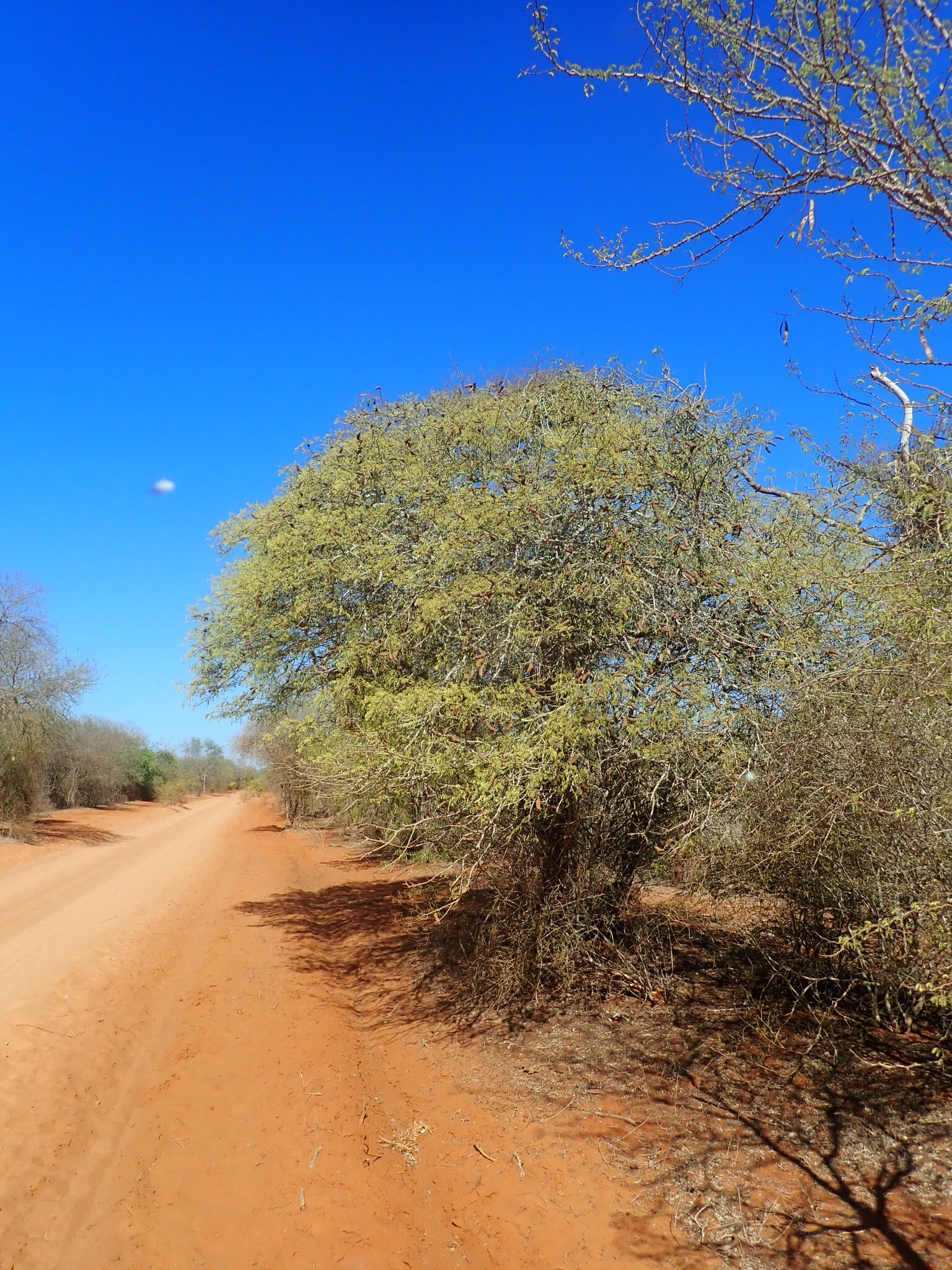 Imagem de Albizia masikororum
