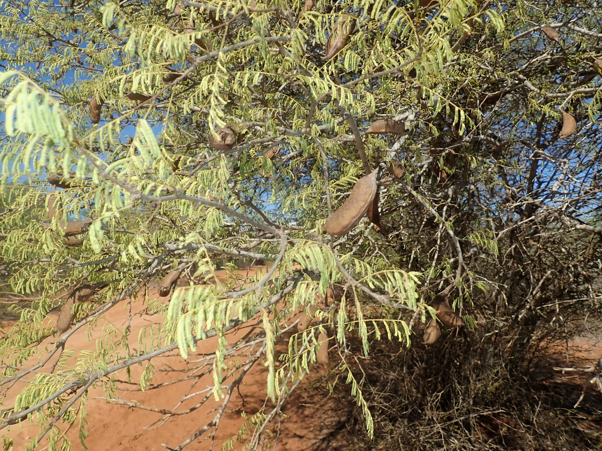 Imagem de Albizia masikororum