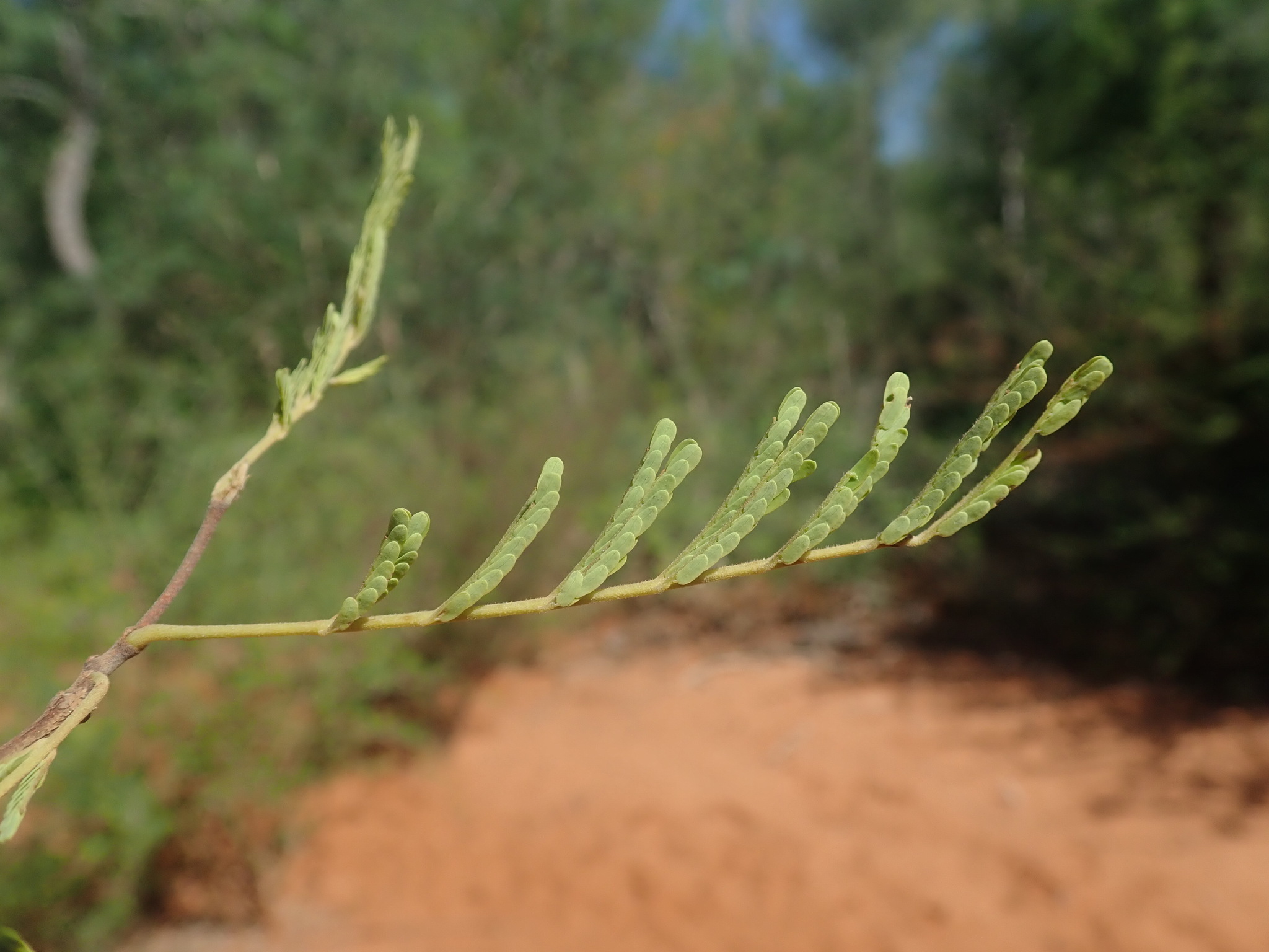 Imagem de Albizia masikororum