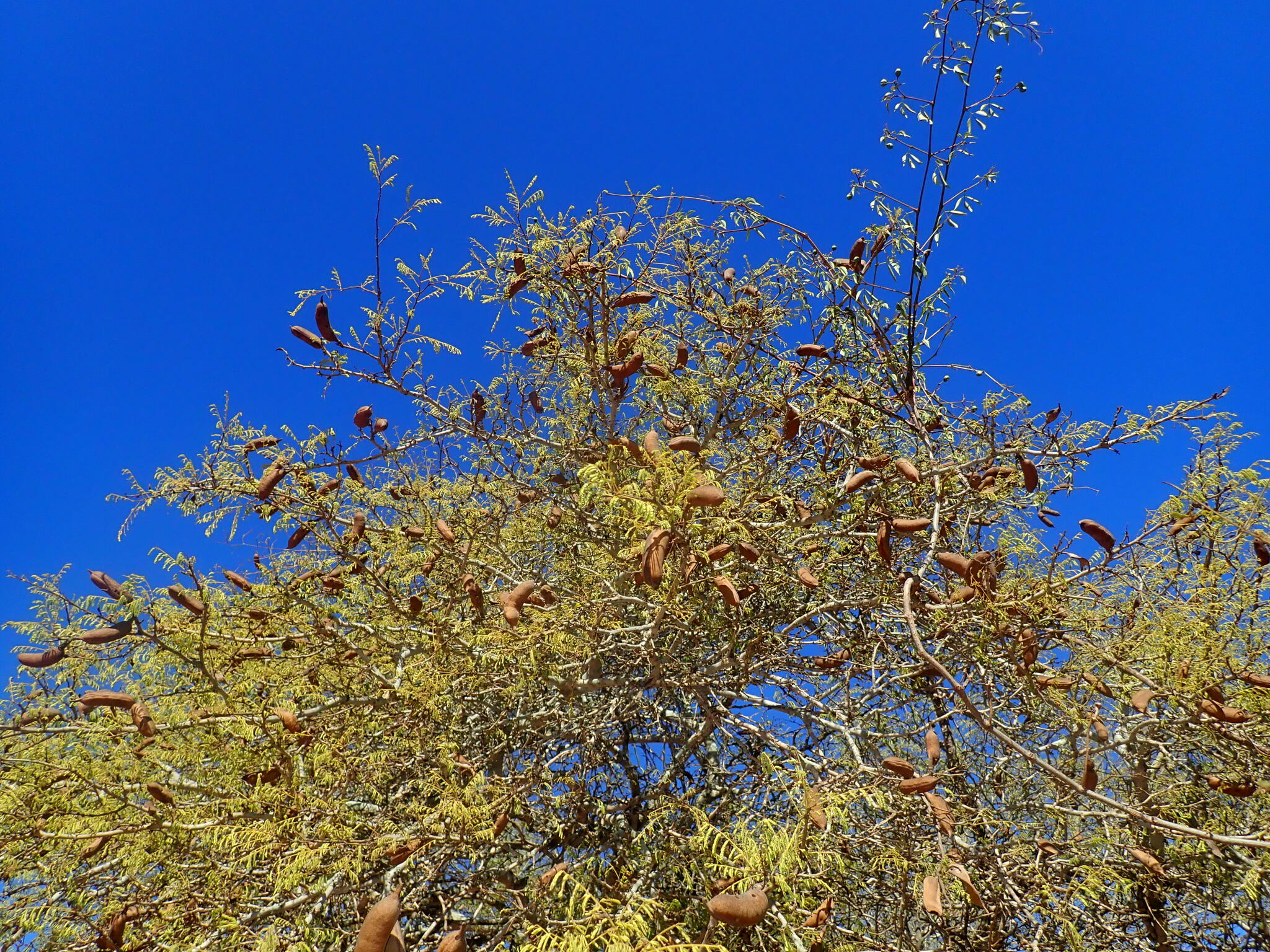 Imagem de Albizia masikororum