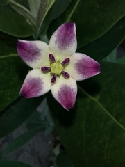 Calotropis procera