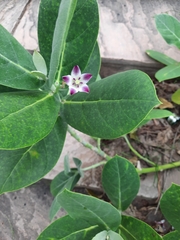 Calotropis procera
