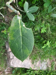 Calotropis procera