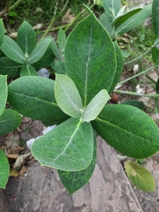 Calotropis procera
