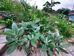Calotropis procera