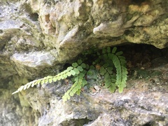 Asplenium heterochroum
