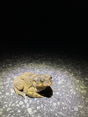 Sclerophrys pardalis