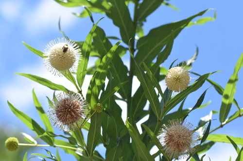Image of Cephalanthus salicifolius by no rights reserved