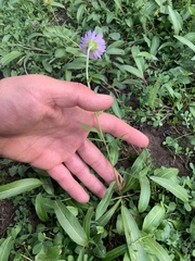 Erigeron glacialis glacialis